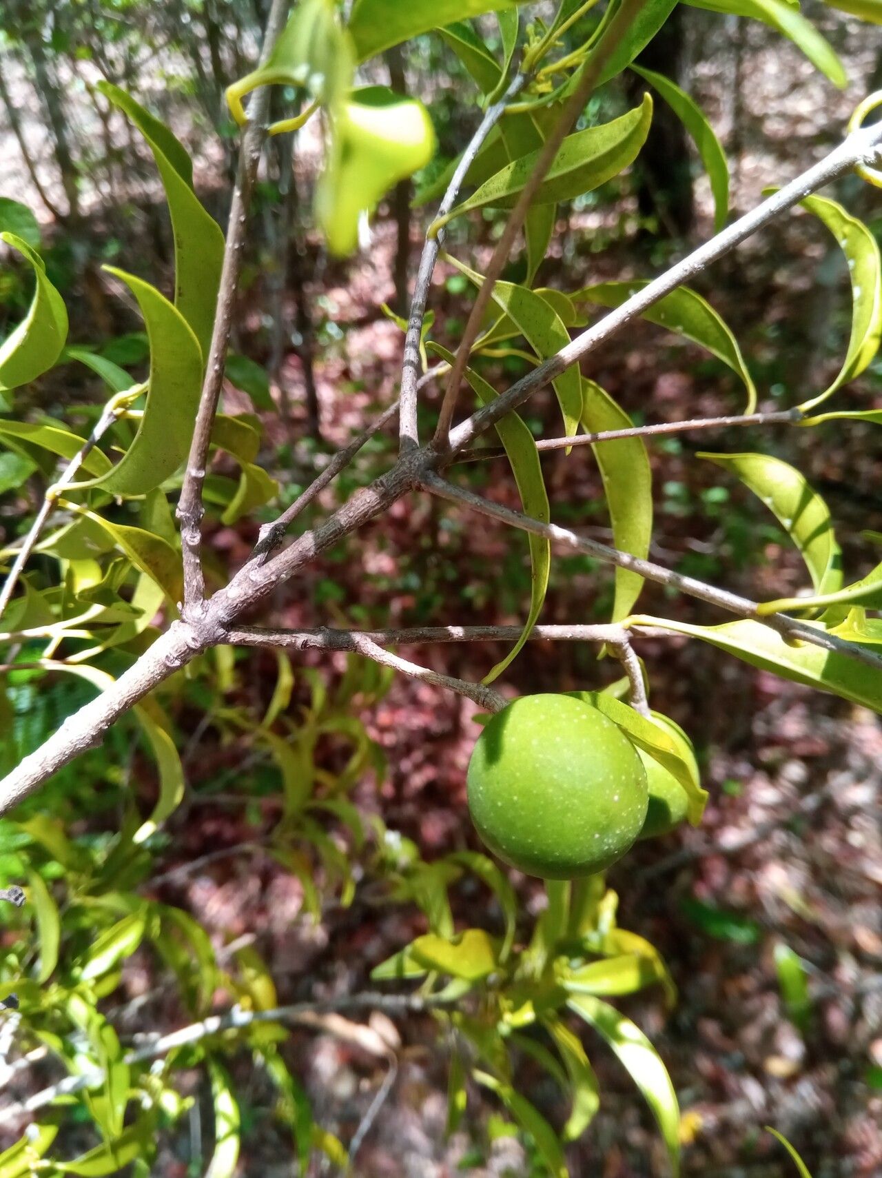Noronhia tropophylla fruit