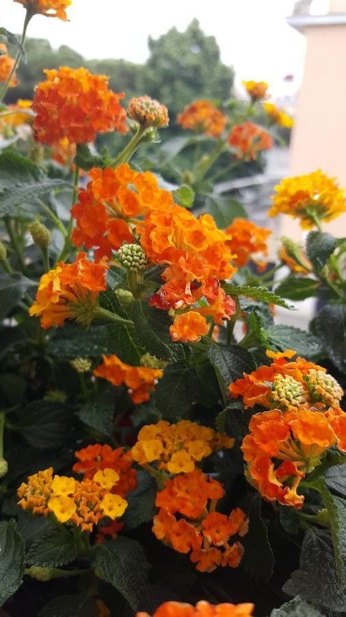 Lantana horrida flower