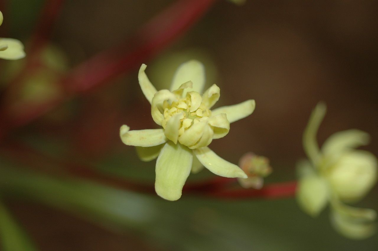 Zygogynum pancheri — houseplant care guide