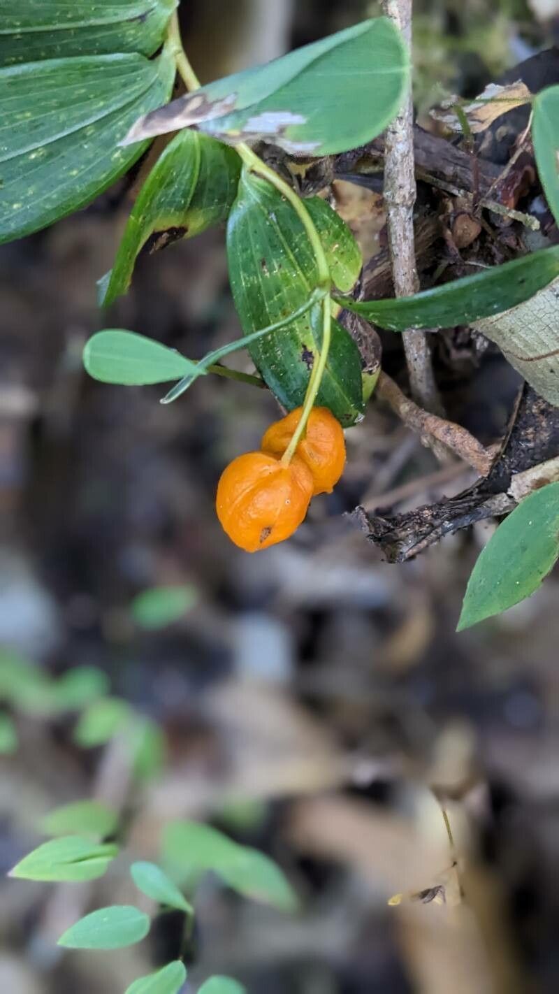 Bomarea distichifolia fruit