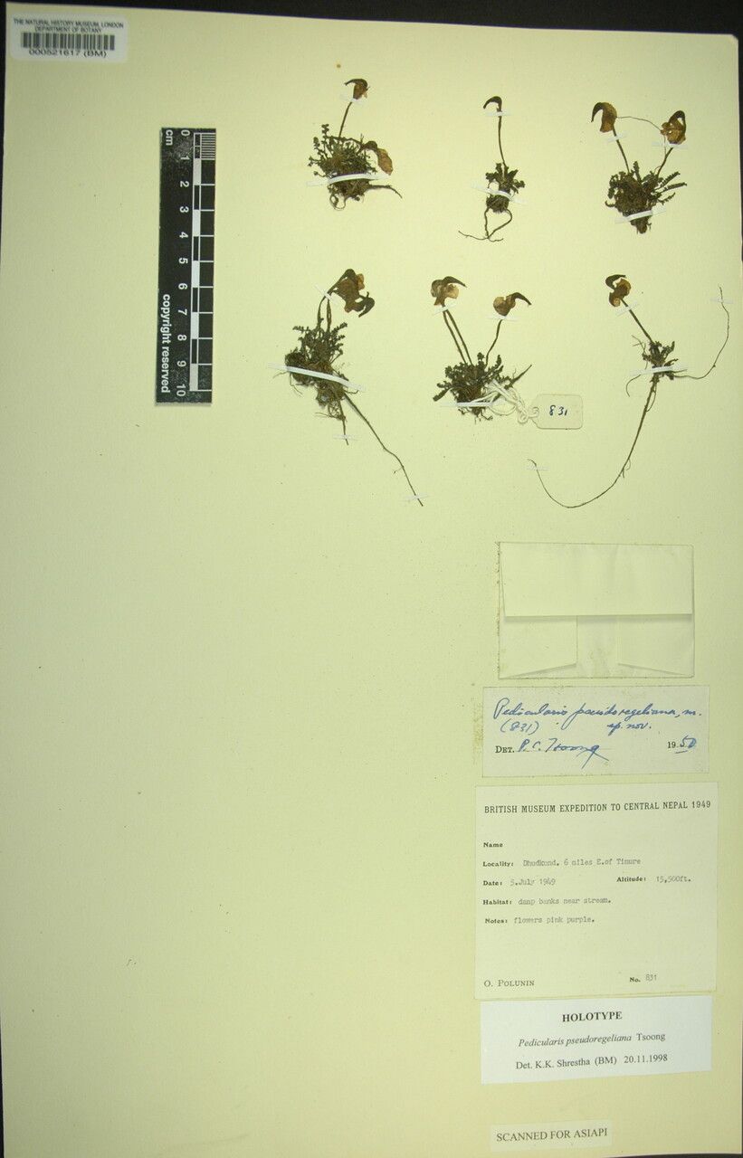 Pedicularis pseudoregeliana other