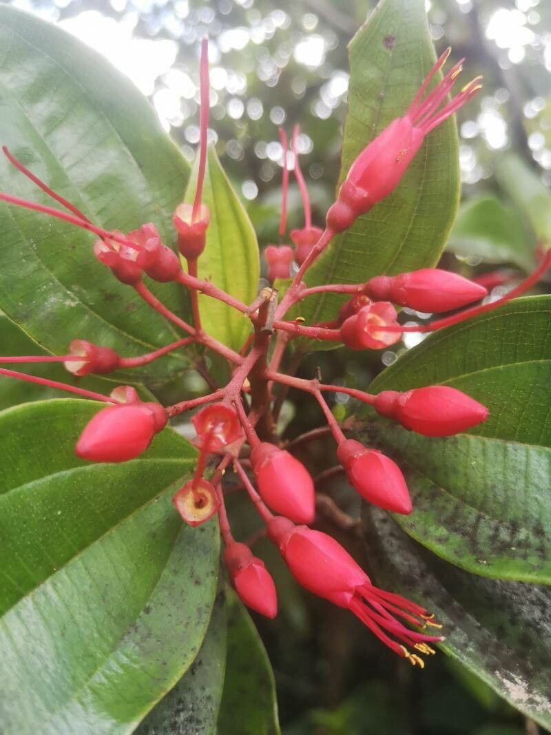 Miconia coccinea flower