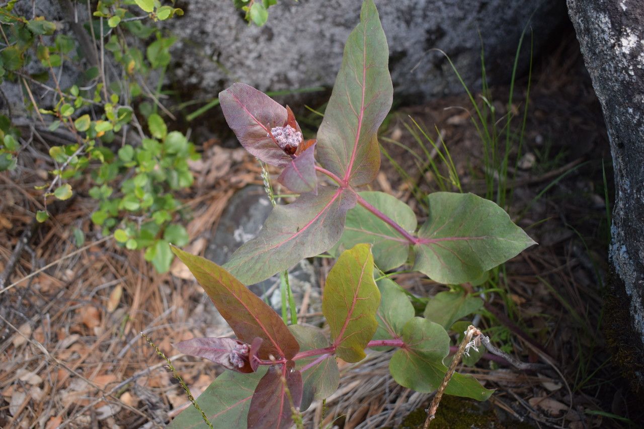 Asclepias cordifolia leaf
