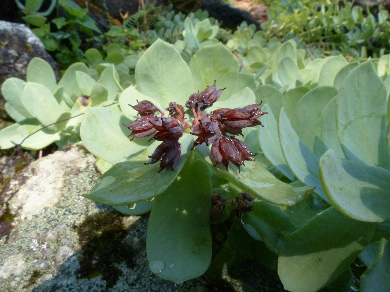 Rhodiola rosea fruit