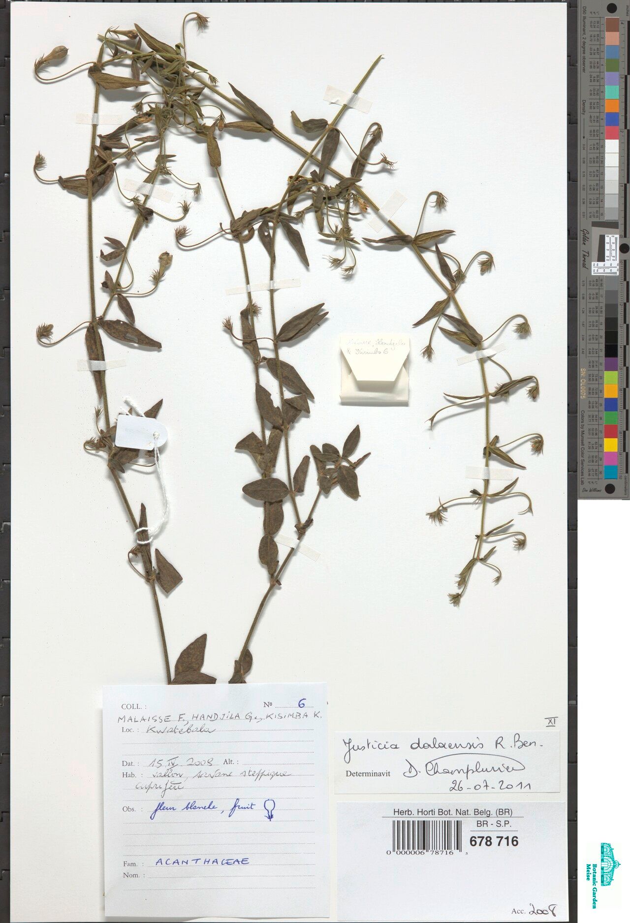 Justicia dalaensis — houseplant care guide