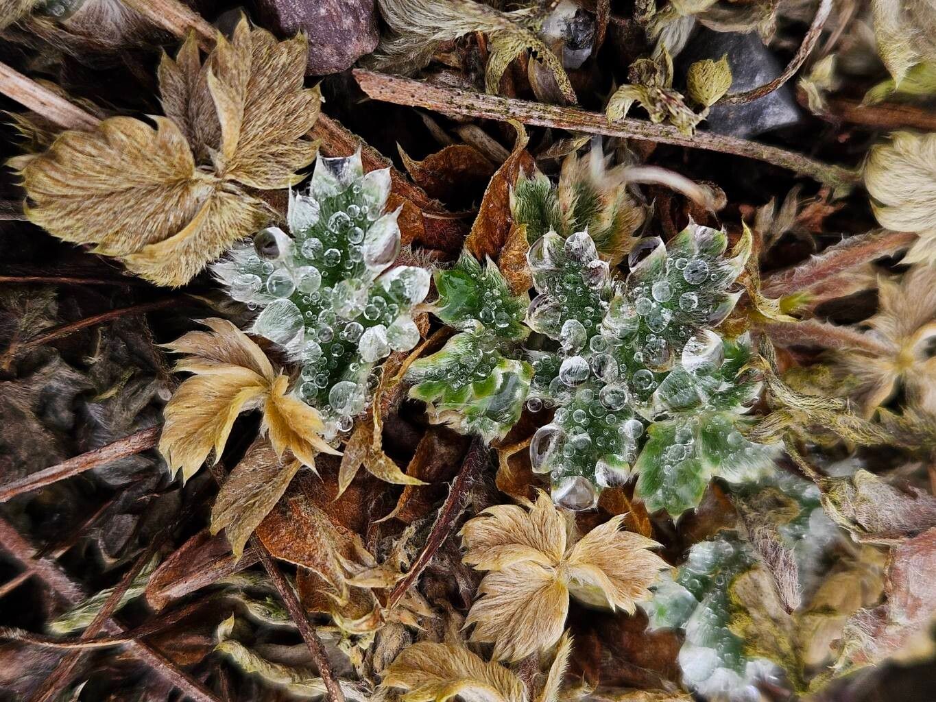Potentilla pulvinaris leaf