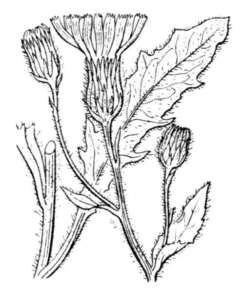 Hieracium dentatum other
