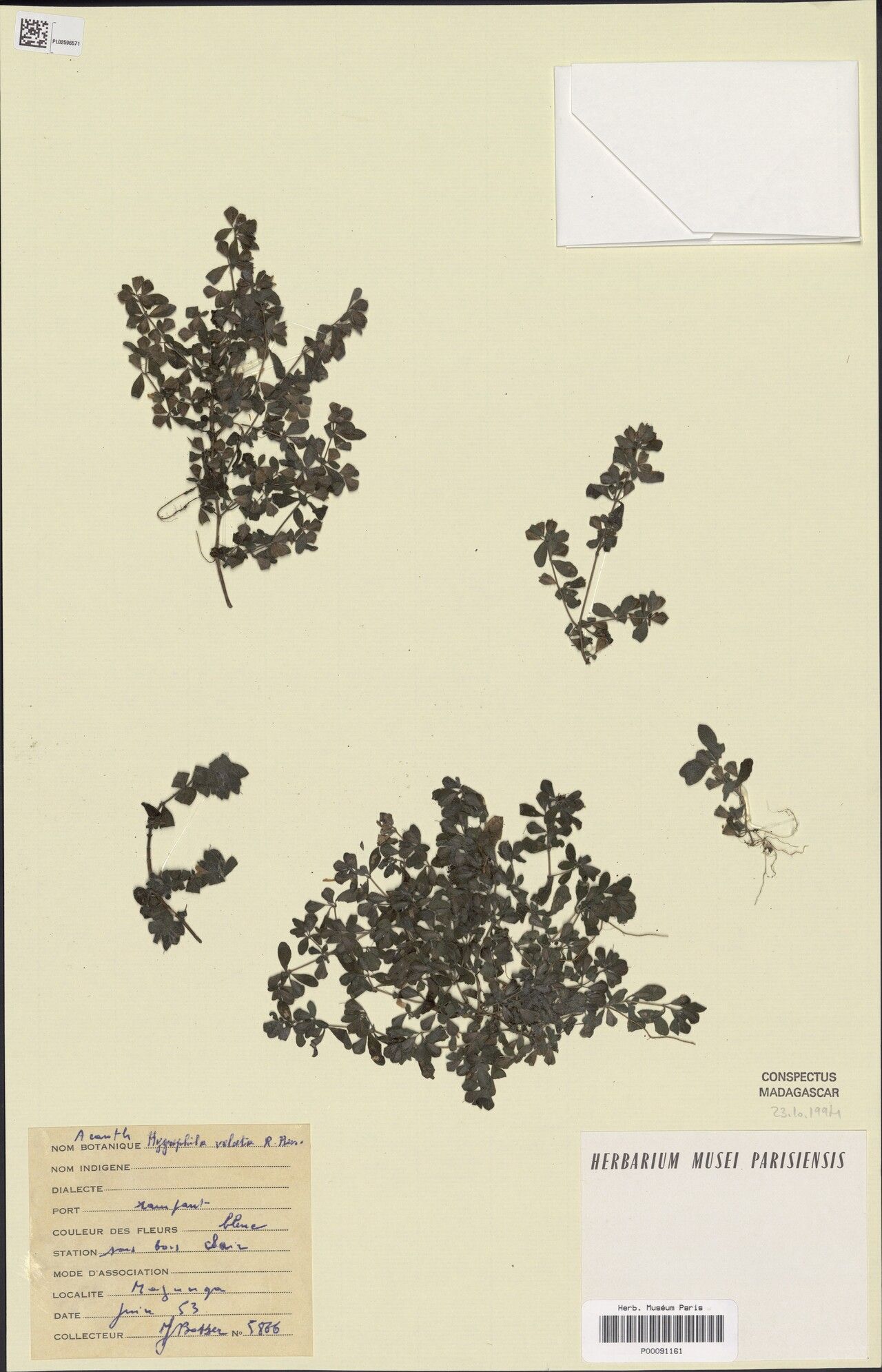 Hygrophila velata — search result for 'Hygrophila'