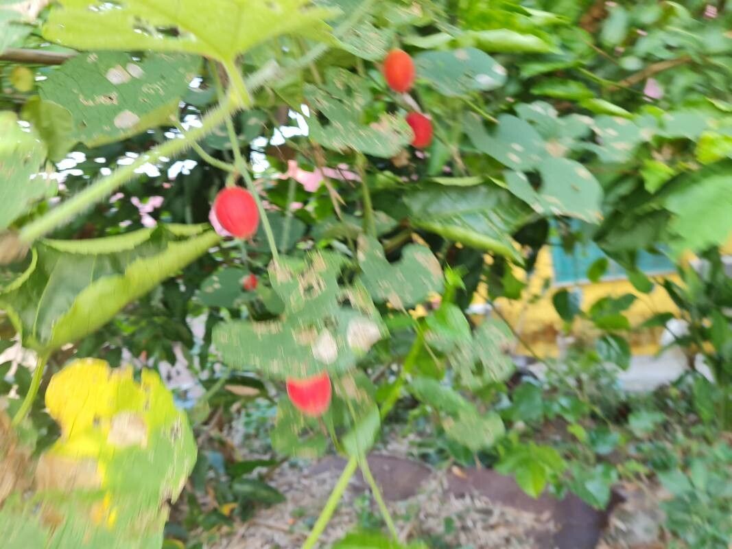 Trichosanthes scabra fruit