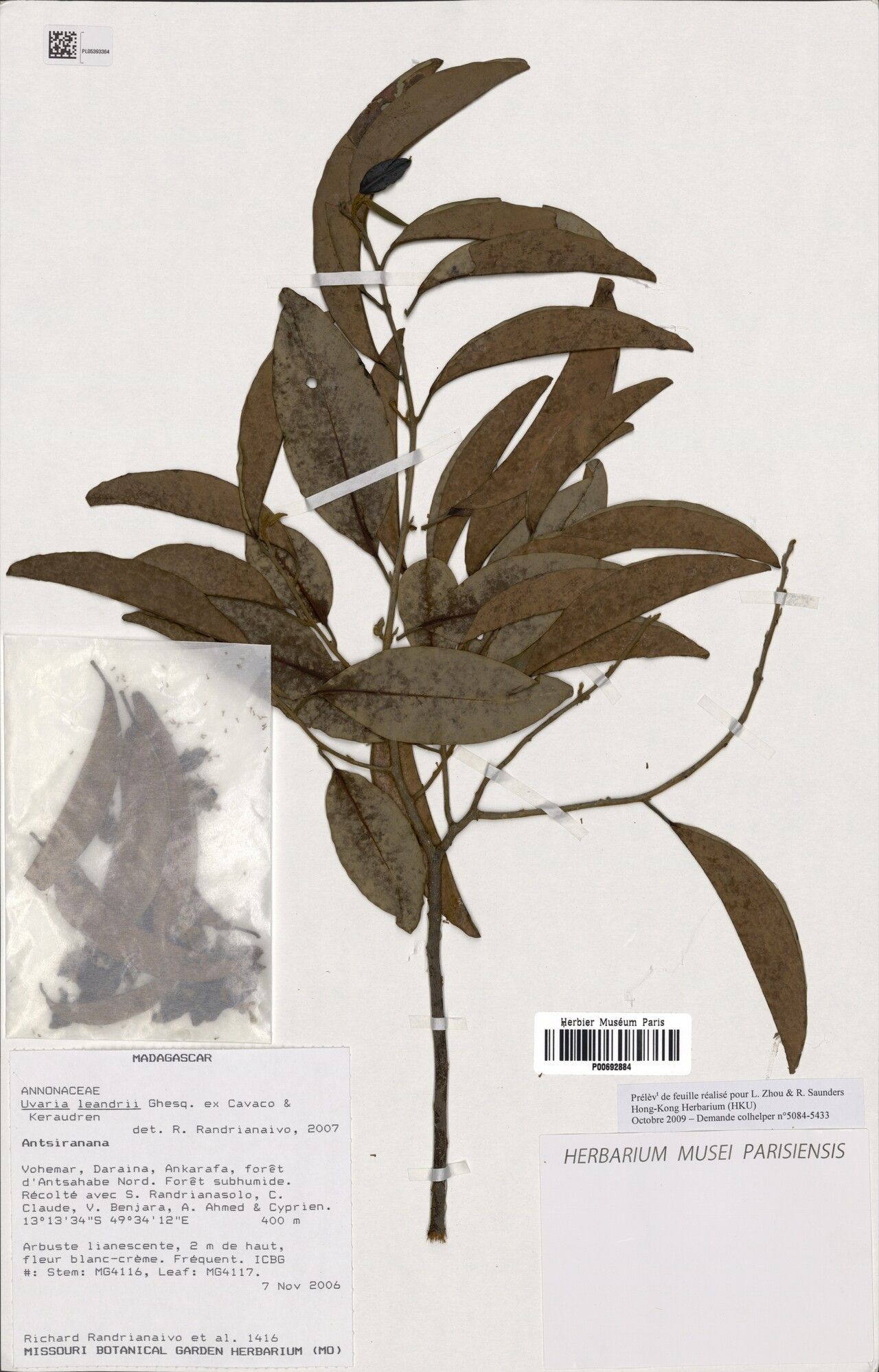 Uvaria leandrii — houseplant care guide