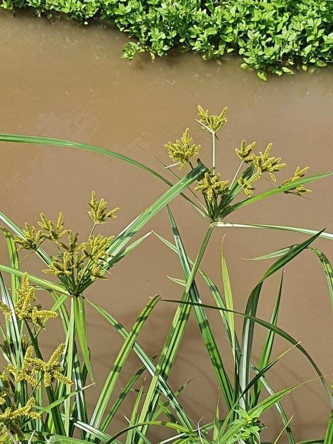 Cyperus dives flower
