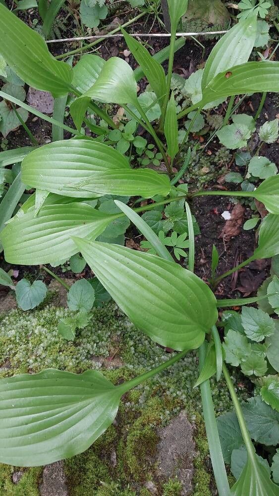 Hosta kiyosumiensis