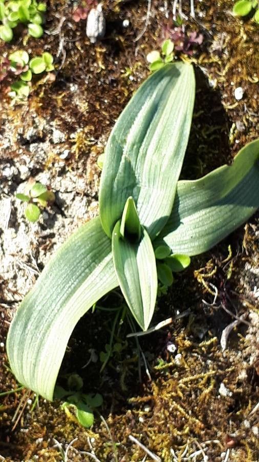 Ophrys araneola leaf