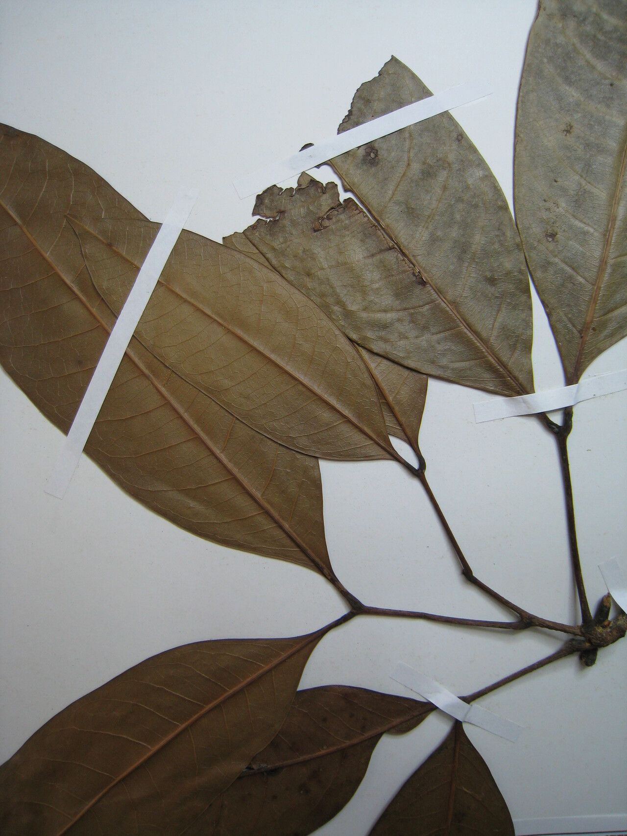 Talisia squarrosa other