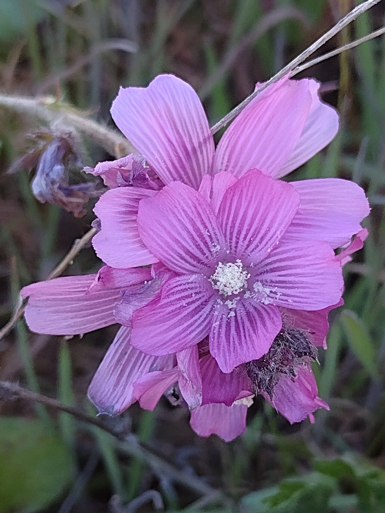 Sidalcea malviflora flower