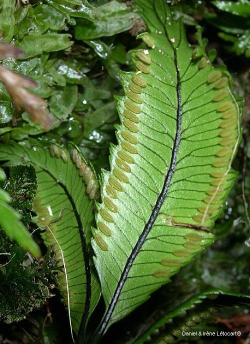 Ptisana rolandi-principis fruit