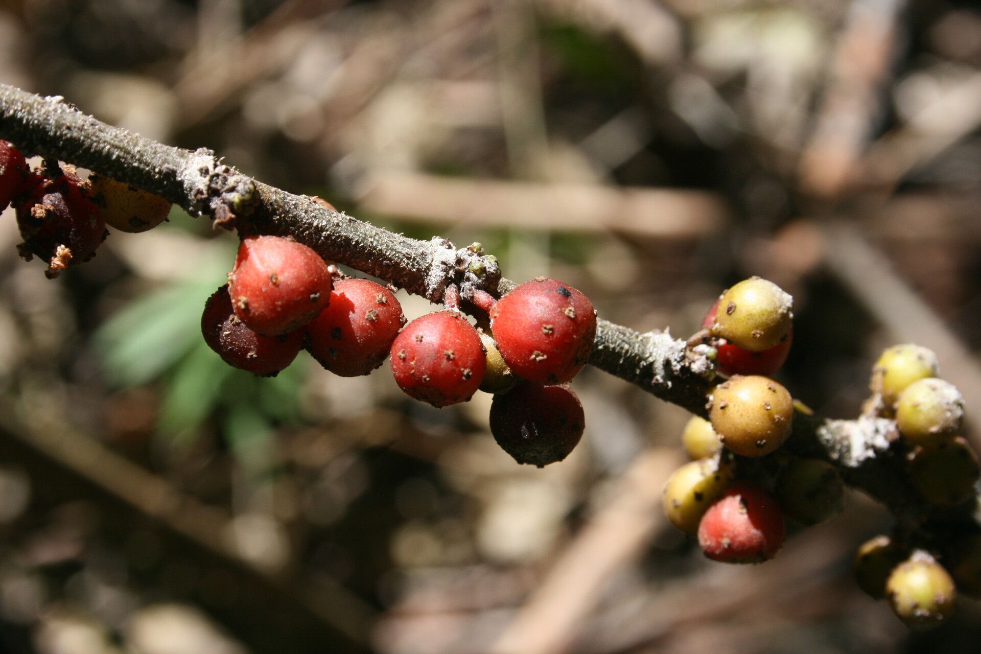 Ficus pungens — houseplant care guide