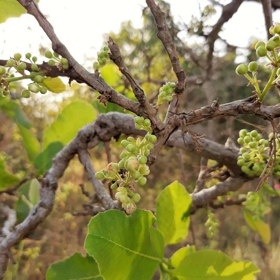 Curatella americana fruit
