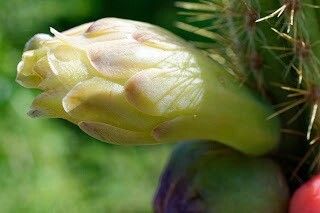 Pilosocereus curtisii flower