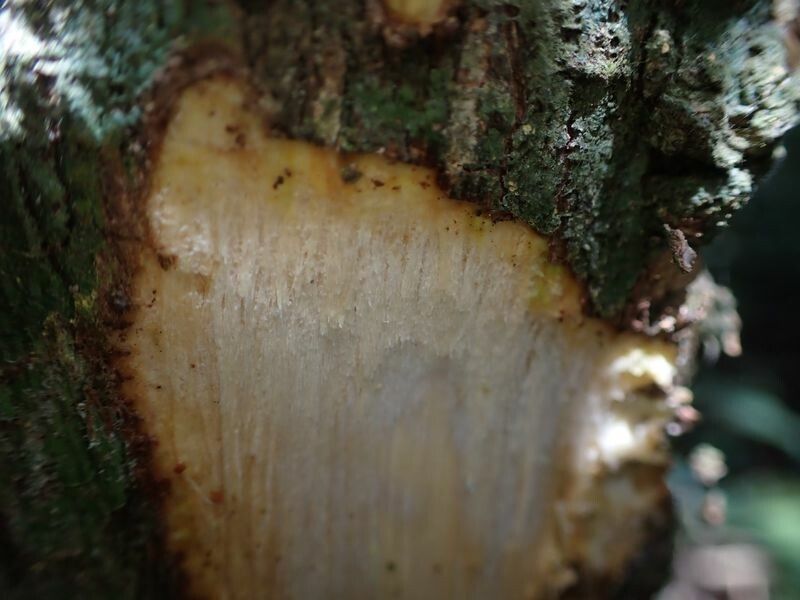 Quassia gabonensis bark