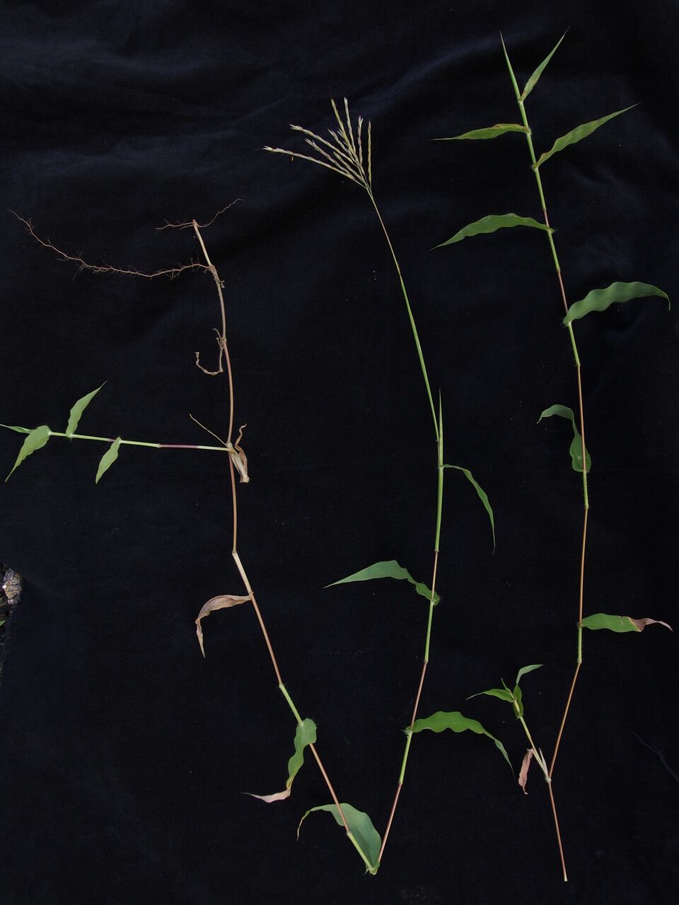 Arthraxon prionodes habit