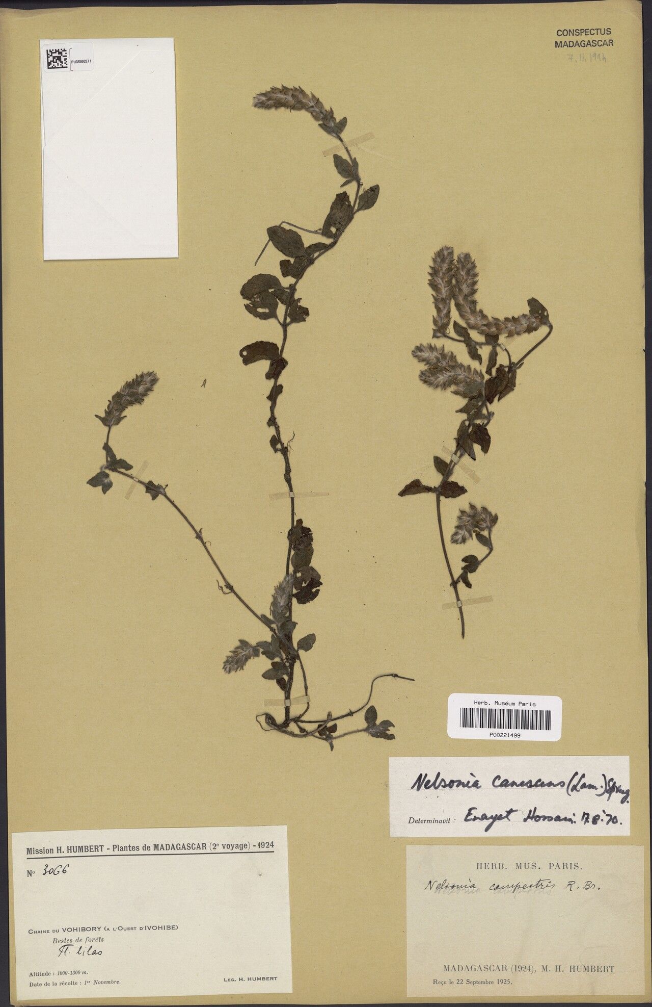 Dyschoriste gracilis — houseplant care guide