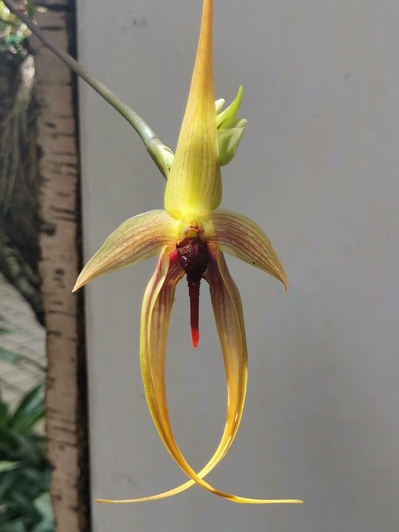 Bulbophyllum echinolabium flower