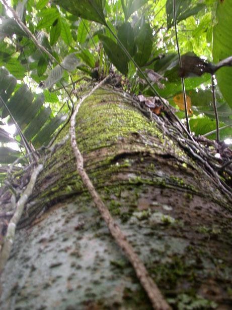 Ormosia velutina bark