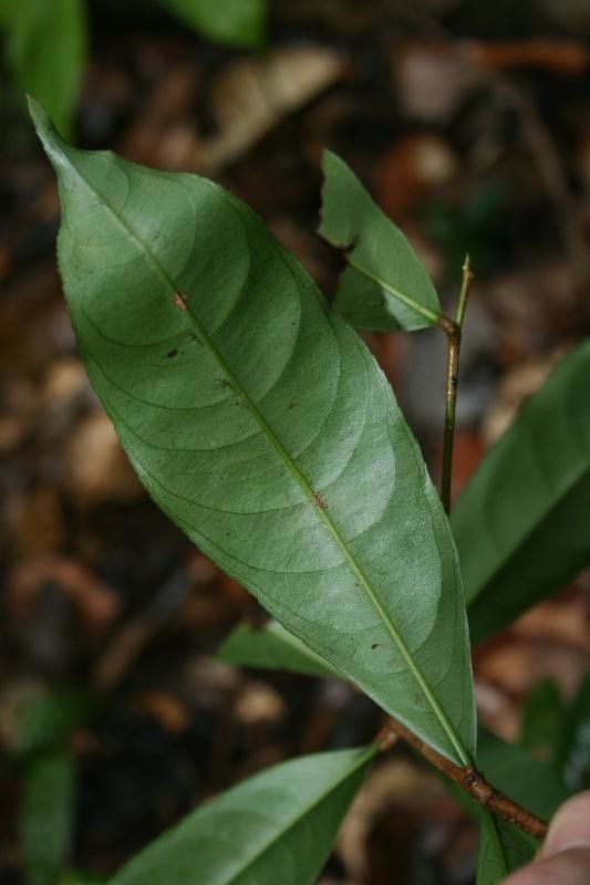 Ouratea pendula — houseplant care guide