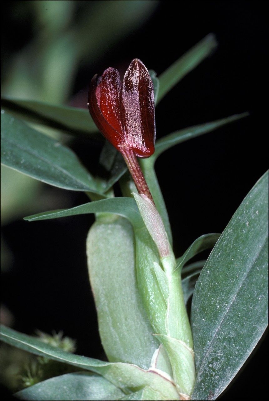 Maxillaria ponerantha flower