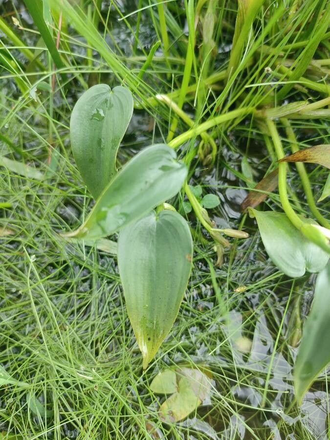 Monochoria vaginalis leaf