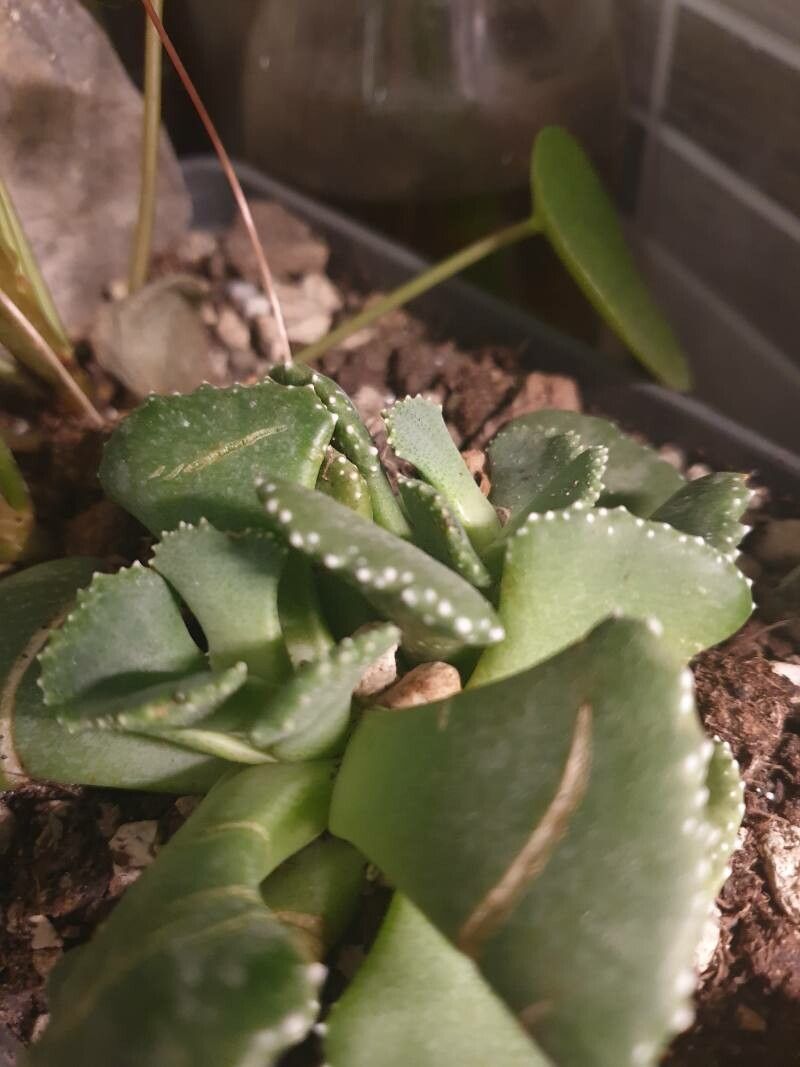 Aloinopsis malherbei leaf