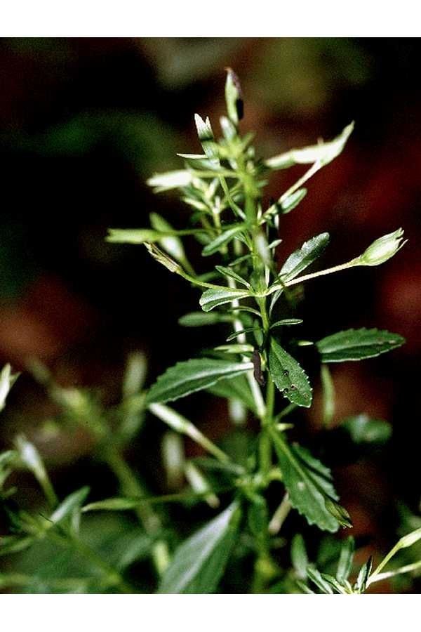 Mecardonia acuminata habit