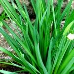 Leucojum aestivum
