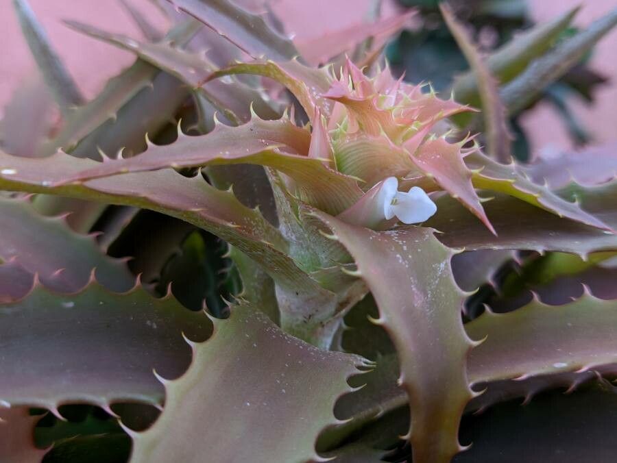 Orthophytum harleyi flower