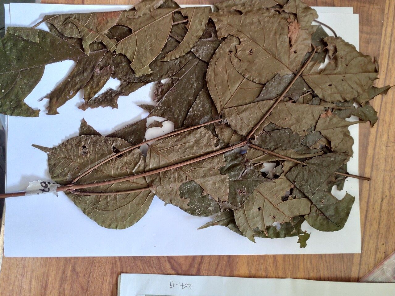 Stryphnodendron moricolor — related species from the same genus