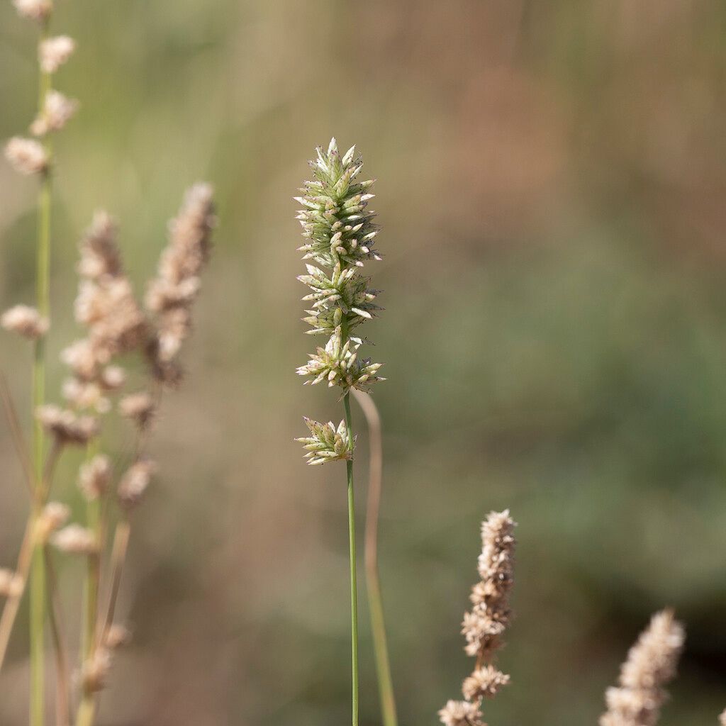 Eragrostis elongata flower
