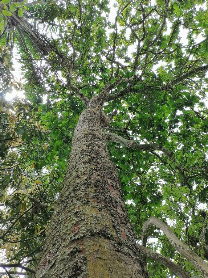 Anacardium excelsum bark