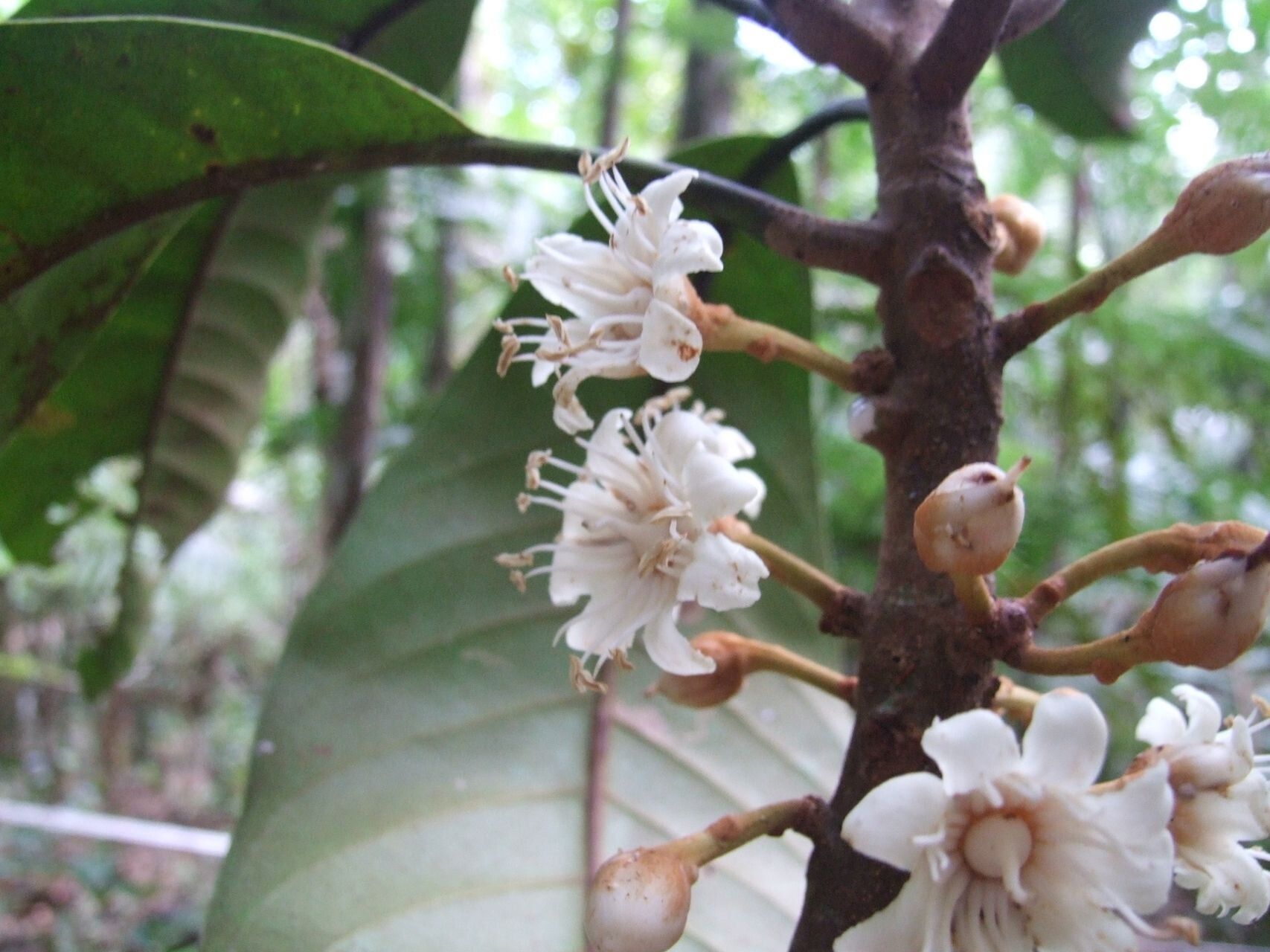 Pycnandra comptonii flower