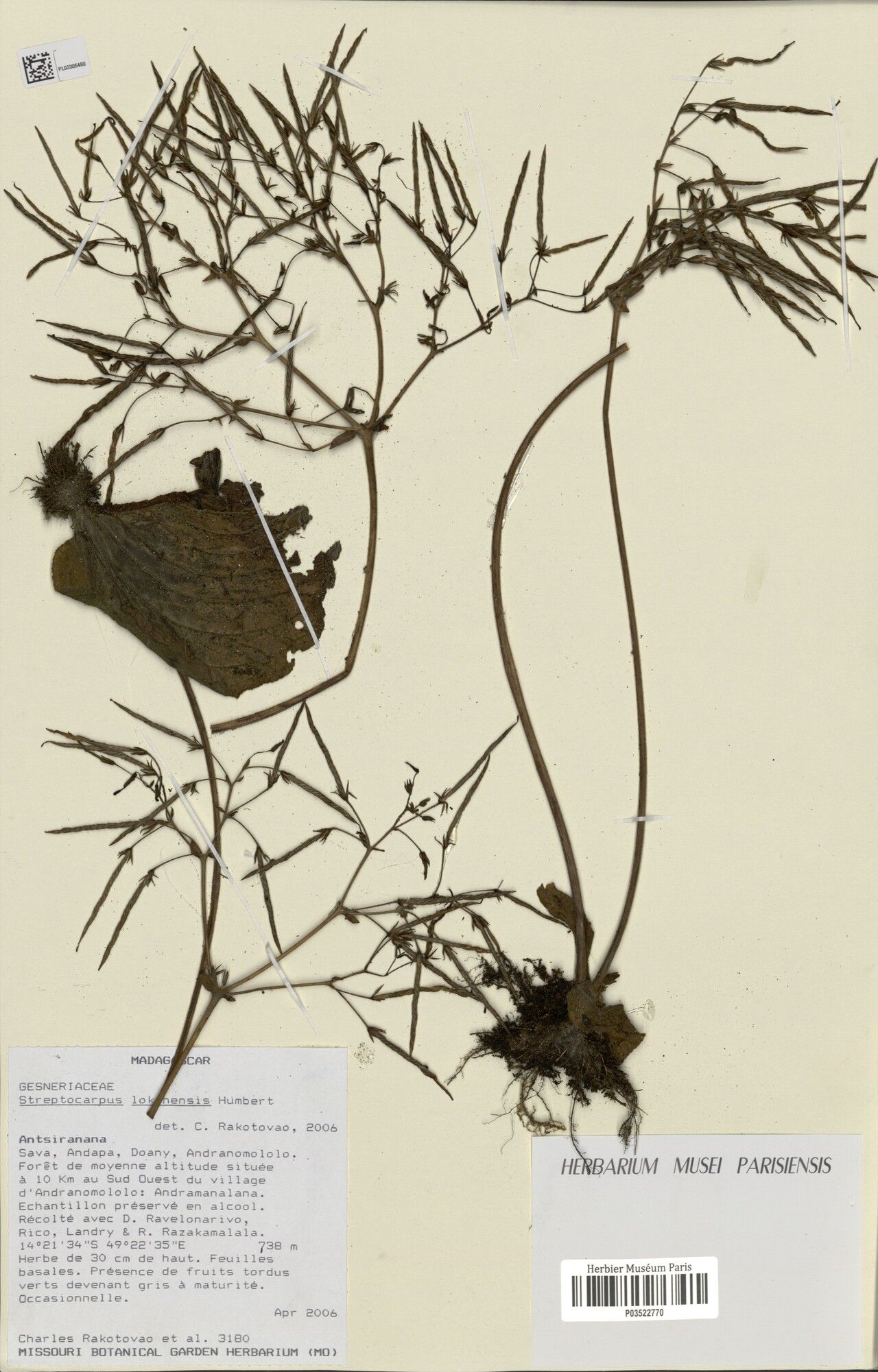 Streptocarpus lokohensis — search result for 'Streptocarpus'