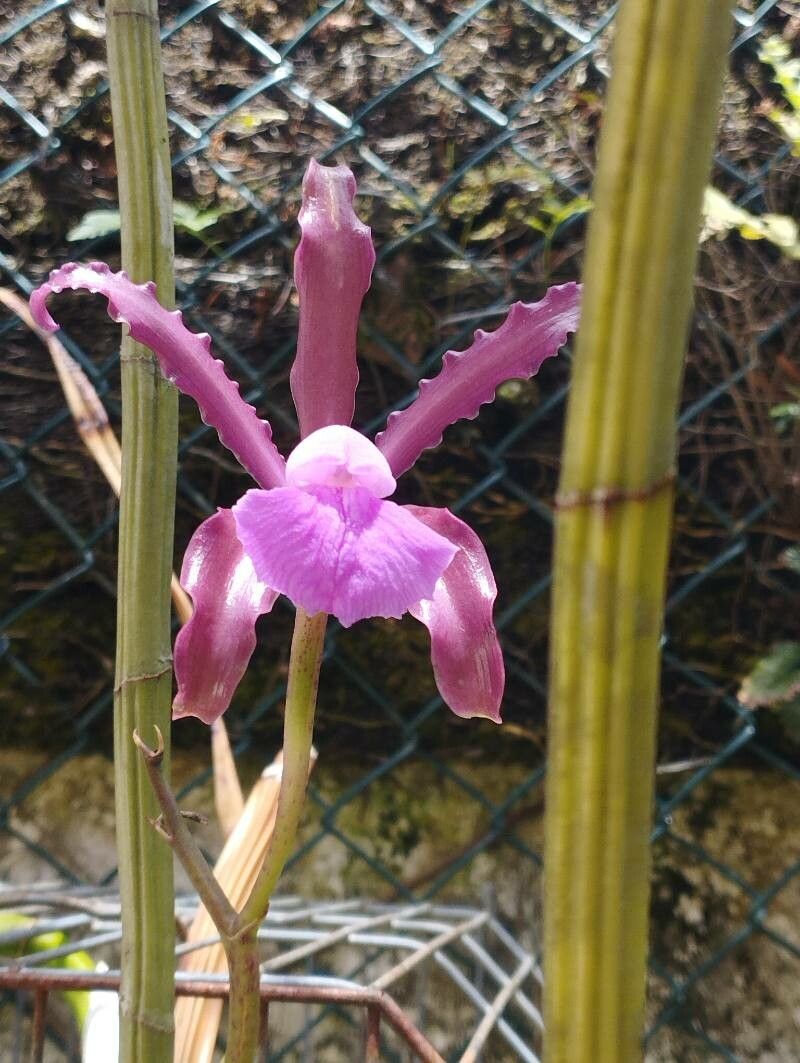 Cattleya elongata — houseplant care guide