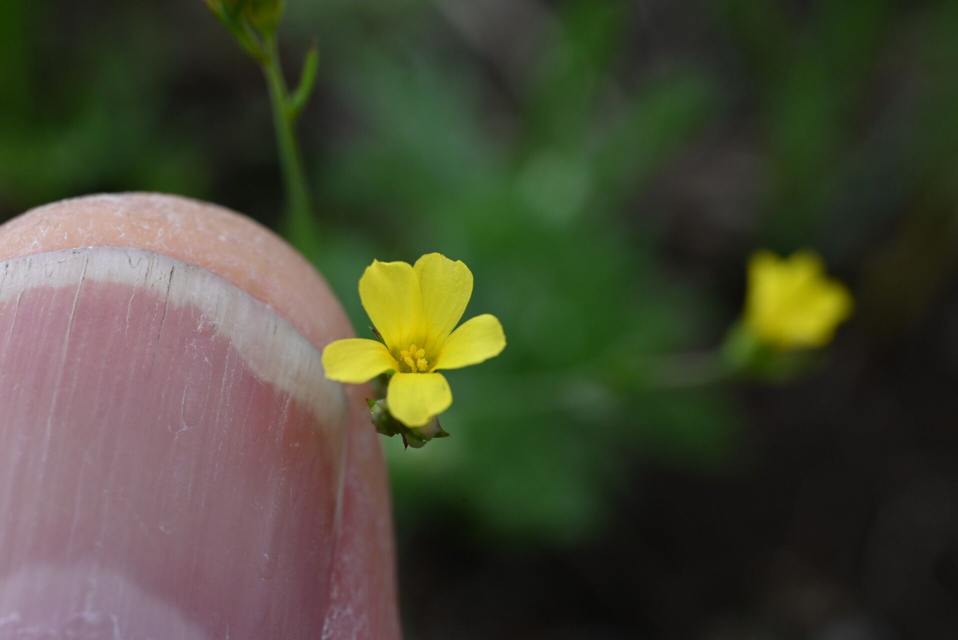 Linum corymbiferum flower