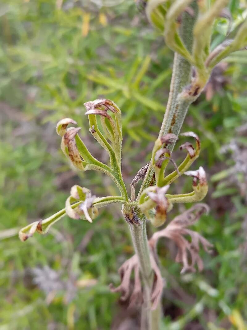 Delphinium pentagynum — search result for 'Delphinium'