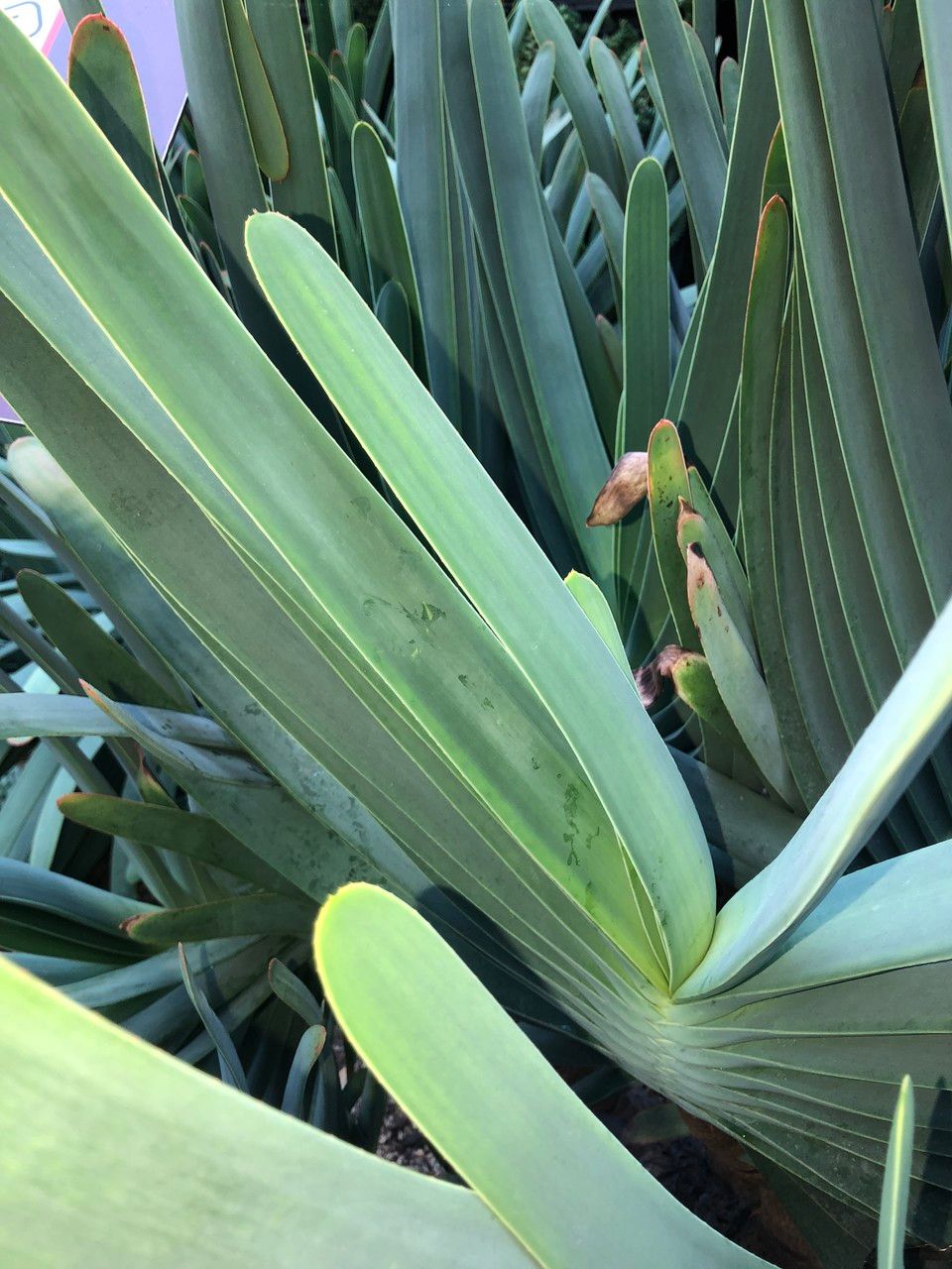 Kumara plicatlis habit
