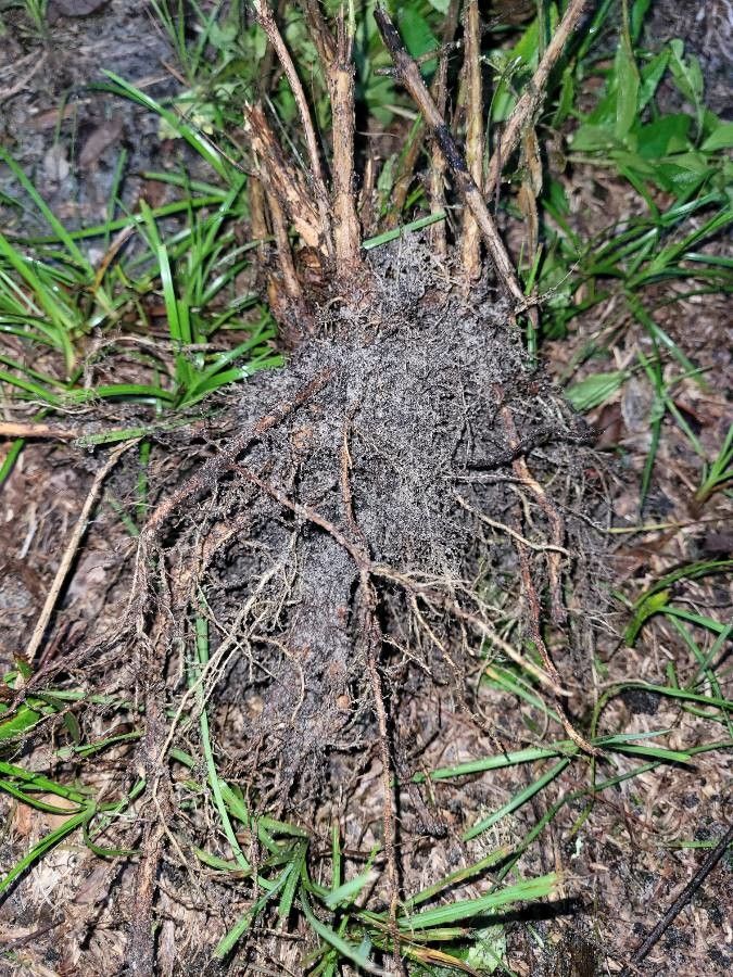 Hyptis verticillata other