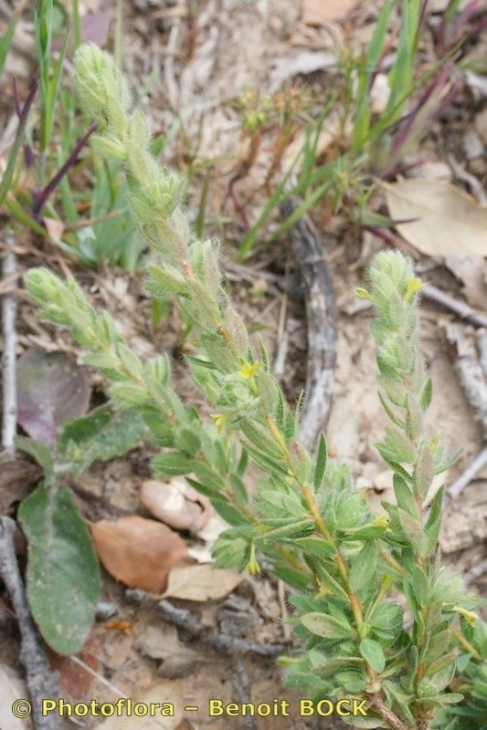Thymelaea villosa habit