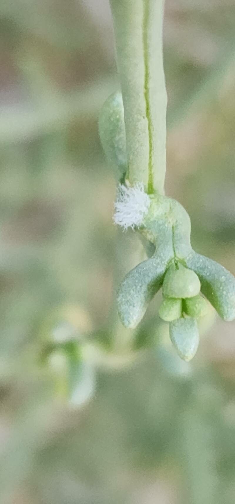 Salsola setifera flower