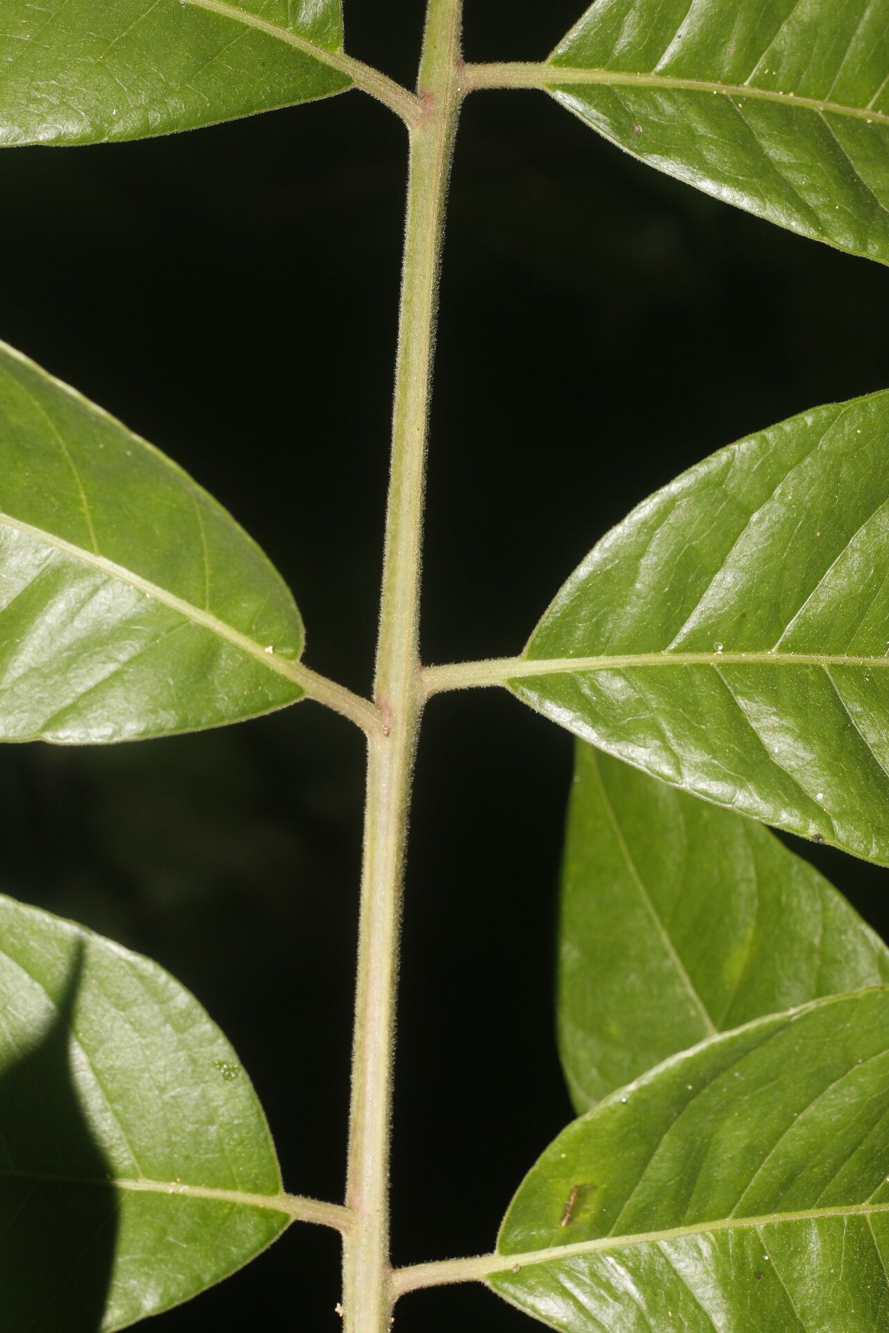 Spondias radlkoferi leaf