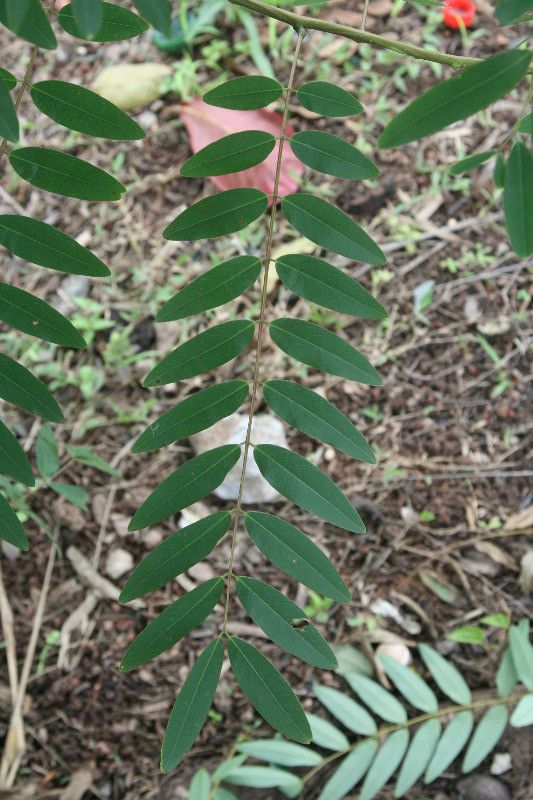 Senna corymbosa leaf