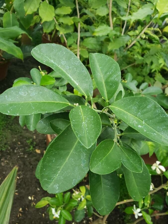 Citrus neocaledonica — search result for 'Citrus'